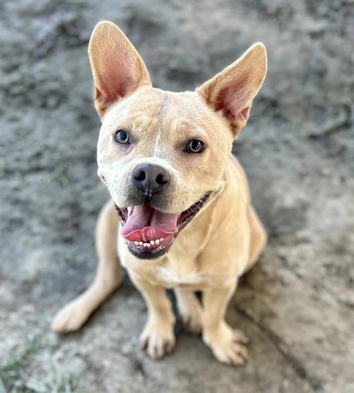 JEZZABELLE - Pit Bull Terrier available for adoption
