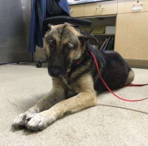 JAZZY - German Shepherd Dog available for adoption