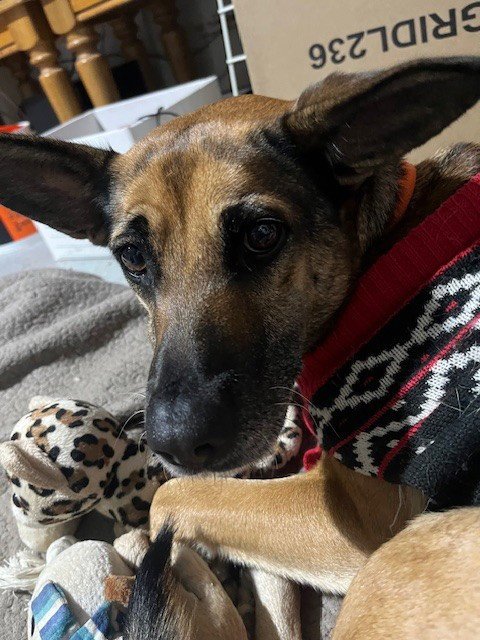 BABYGIRL - German Shepherd Dog available for adoption