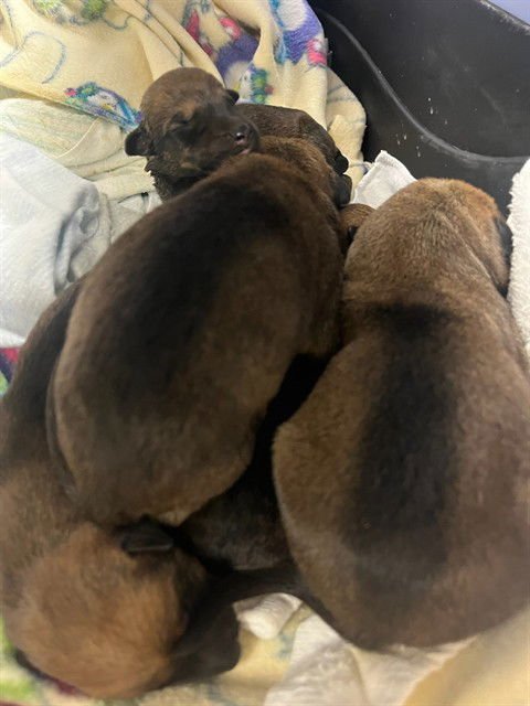 DUDE - German Shepherd Dog available for adoption