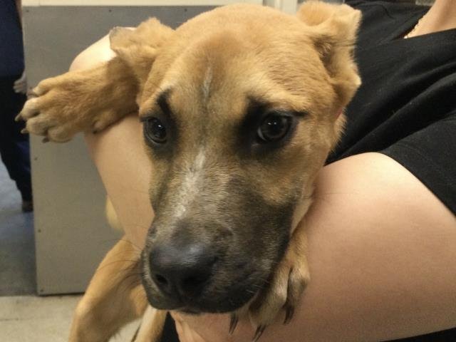 HOBBES - Pit Bull Terrier available for adoption