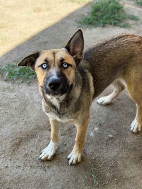 LOLA - German Shepherd Dog available for adoption