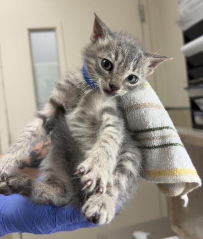 JACK - Domestic Short Hair for adoption in Riverside