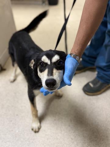 A1935312 - German Shepherd Dog available for adoption
