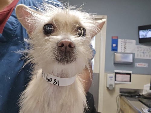 TIKUMI - Chihuahua available for adoption