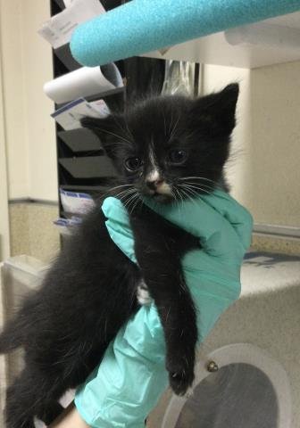 MIKE - Domestic Long Hair available for adoption