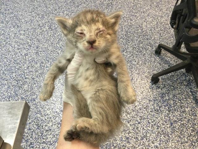 FLOOF Image