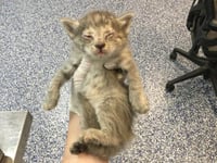 FLOOF - Photo 1