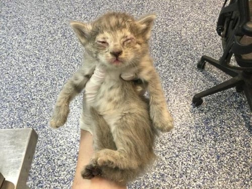 FLOOF - Domestic Medium Hair available for adoption