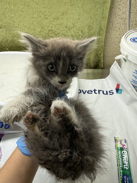 EDDY - Domestic Short Hair available for adoption