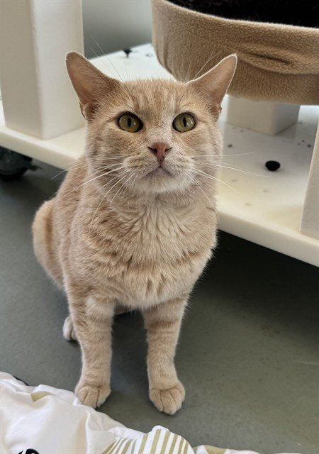 ORANGE - Domestic Short Hair available for adoption