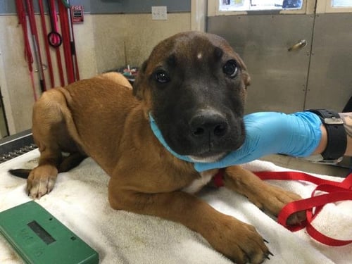 STEVE - Cane Corso Mastiff available for adoption
