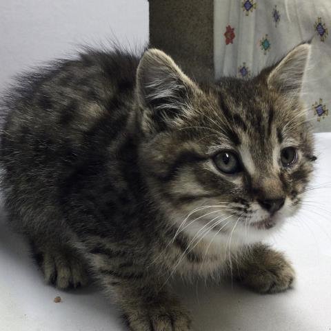TIMMY - Domestic Short Hair available for adoption