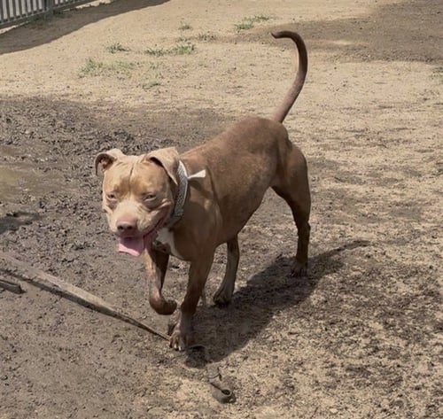 XENA - Pit Bull Terrier available for adoption