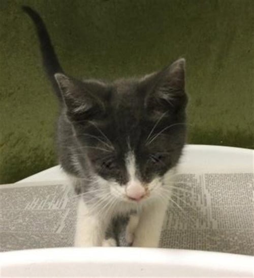SKIPPY - Domestic Short Hair available for adoption