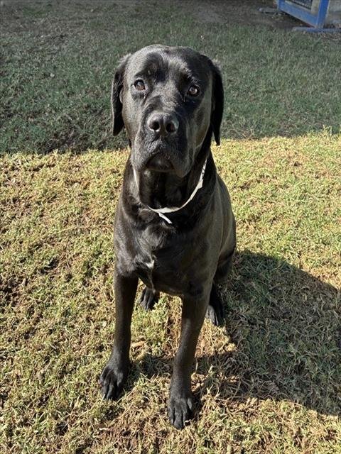 SALLY - Pit Bull Terrier / Labrador Retriever available for adoption