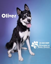 OLIVER - Photo 1