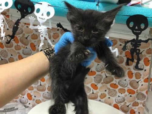 LUCK - Domestic Short Hair available for adoption