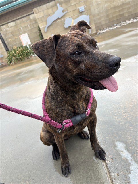 MAPLE - Pit Bull Terrier available for adoption