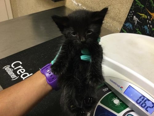 LOBO - Domestic Short Hair available for adoption