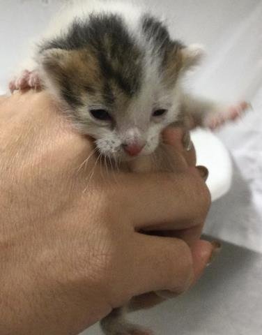 UNO - Domestic Short Hair available for adoption