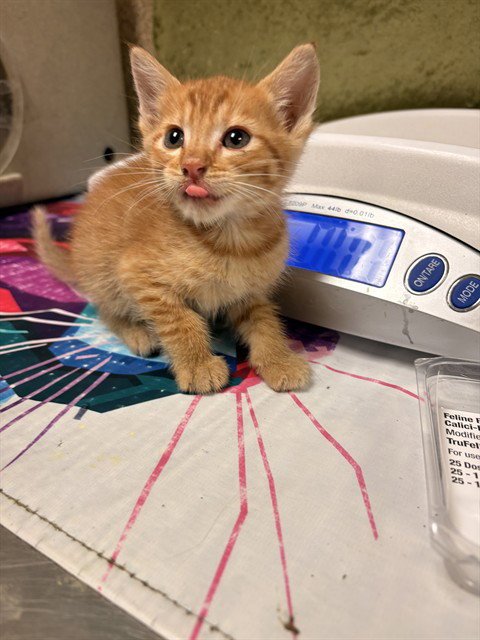 KOBE - Domestic Short Hair available for adoption