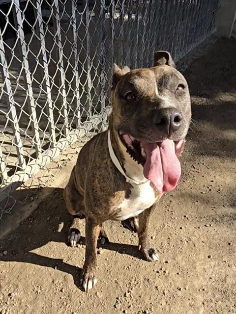 MACARONI - Pit Bull Terrier available for adoption