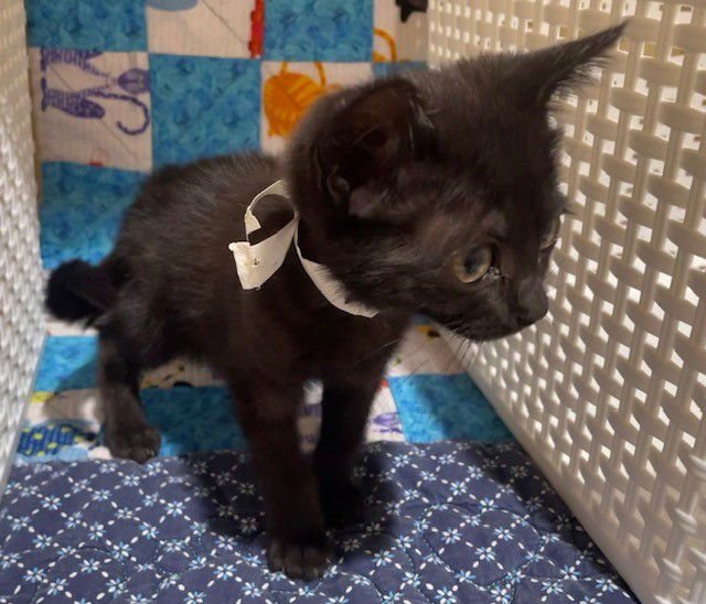 BABY - Domestic Short Hair available for adoption