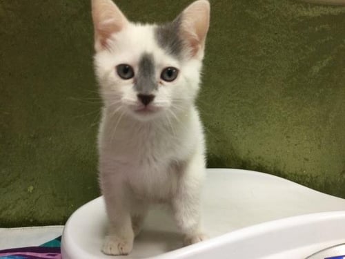 VAN HALEN - Domestic Short Hair available for adoption