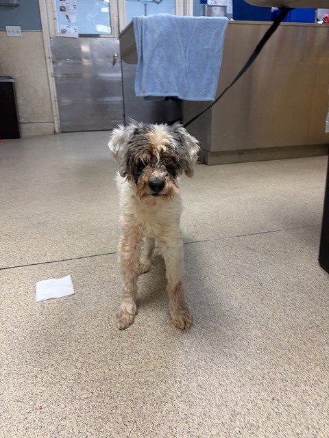 MR. FABULOUS - Poodle (Miniature) / Terrier available for adoption