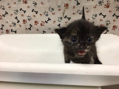 WENDY - Domestic Short Hair available for adoption