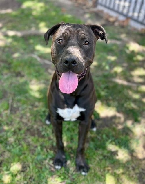 SEAN - Pit Bull Terrier available for adoption