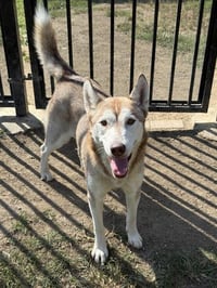 LUNA - Photo 1