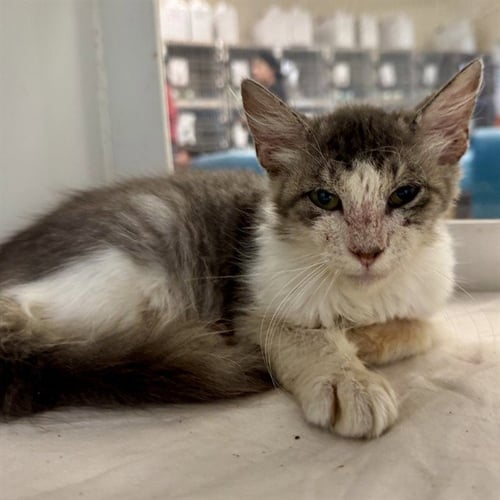 LIL BOY - Domestic Short Hair available for adoption
