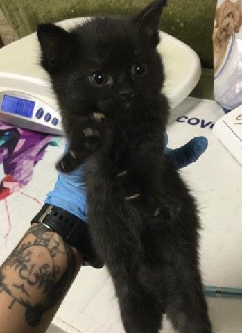 A1923903 - Domestic Short Hair available for adoption