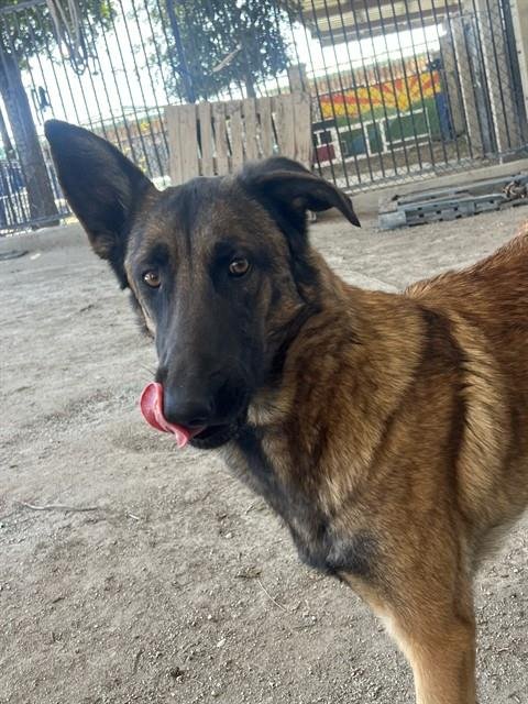 POPPY - German Shepherd Dog available for adoption