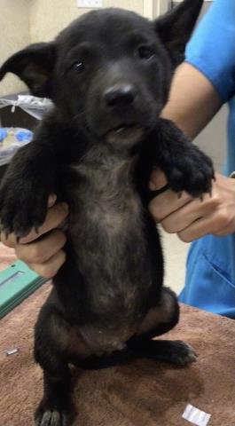 BAAH - Australian Cattle Dog/Blue Heeler available for adoption