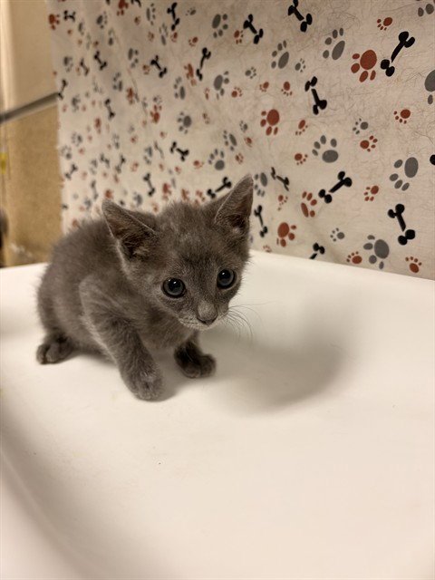 BILLY - Domestic Short Hair available for adoption