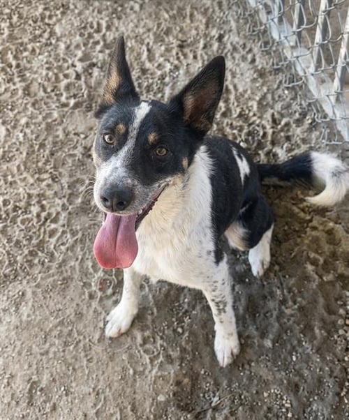 SADIE - Australian Cattle Dog/Blue Heeler available for adoption
