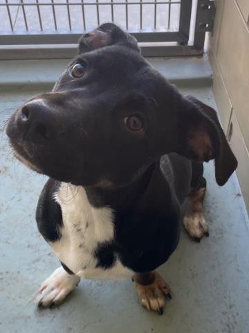 BANDIT - Terrier available for adoption