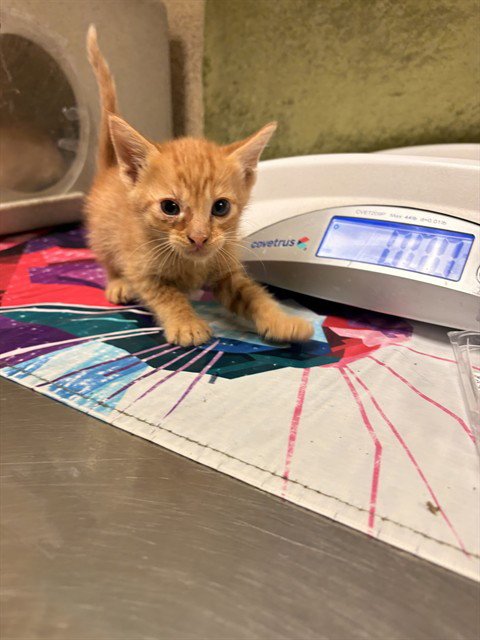 TOM - Domestic Short Hair available for adoption