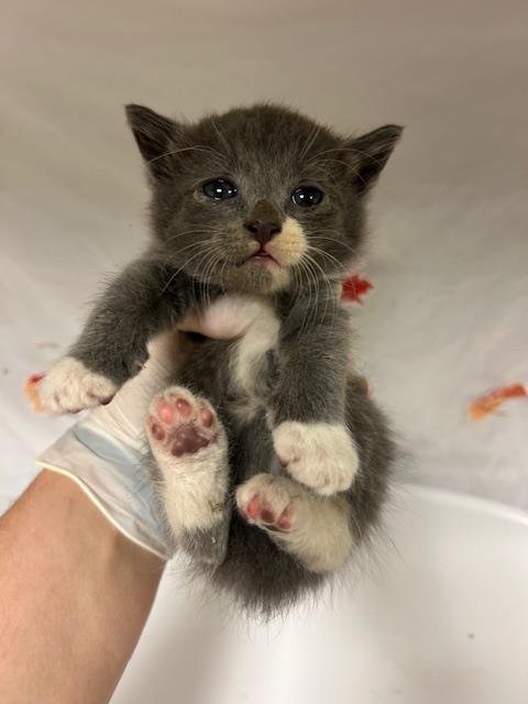 SOLSTICE - Domestic Short Hair available for adoption