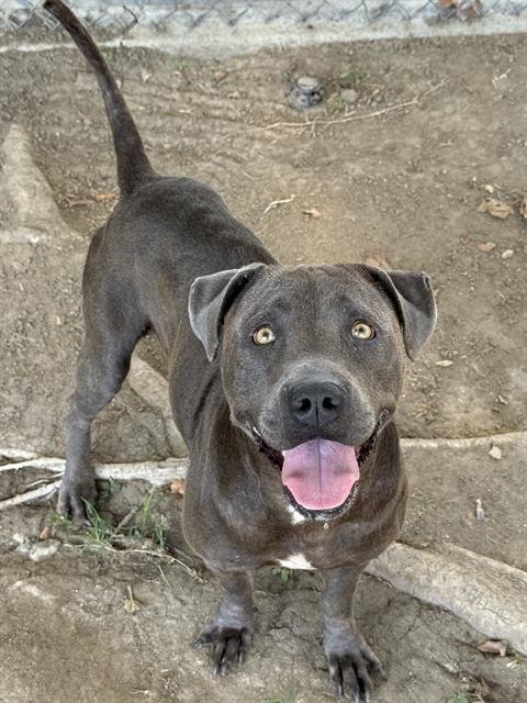 BELLATRIX - Pit Bull Terrier available for adoption
