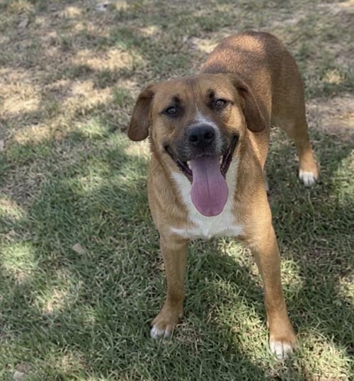 SPADE - German Shepherd Dog available for adoption