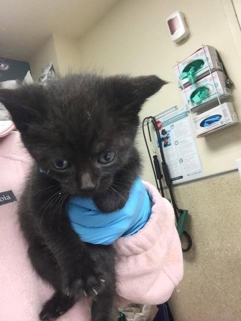 BARB - Domestic Short Hair available for adoption