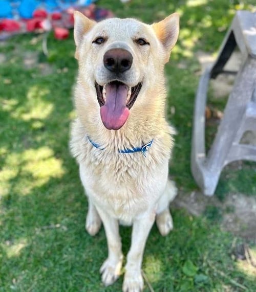 SARGENTO - German Shepherd Dog available for adoption