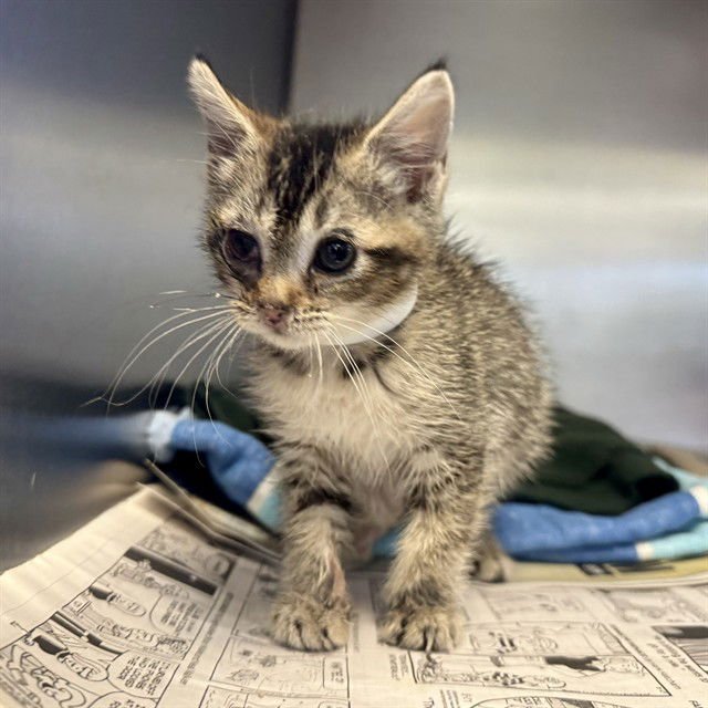POPPI LOU - Domestic Short Hair available for adoption