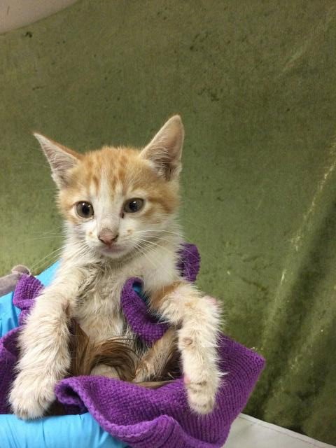GARLIC - Domestic Short Hair available for adoption