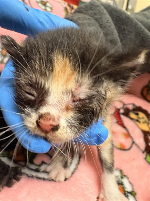 JANE - Domestic Short Hair available for adoption