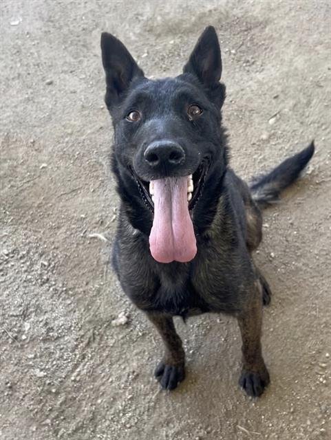 GRANDEE - Belgian Shepherd Malinois available for adoption